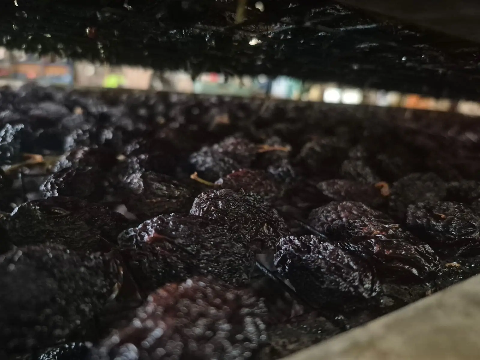 Kako se pravi suva šljiva – od berbe do sušare - Pogledajte...