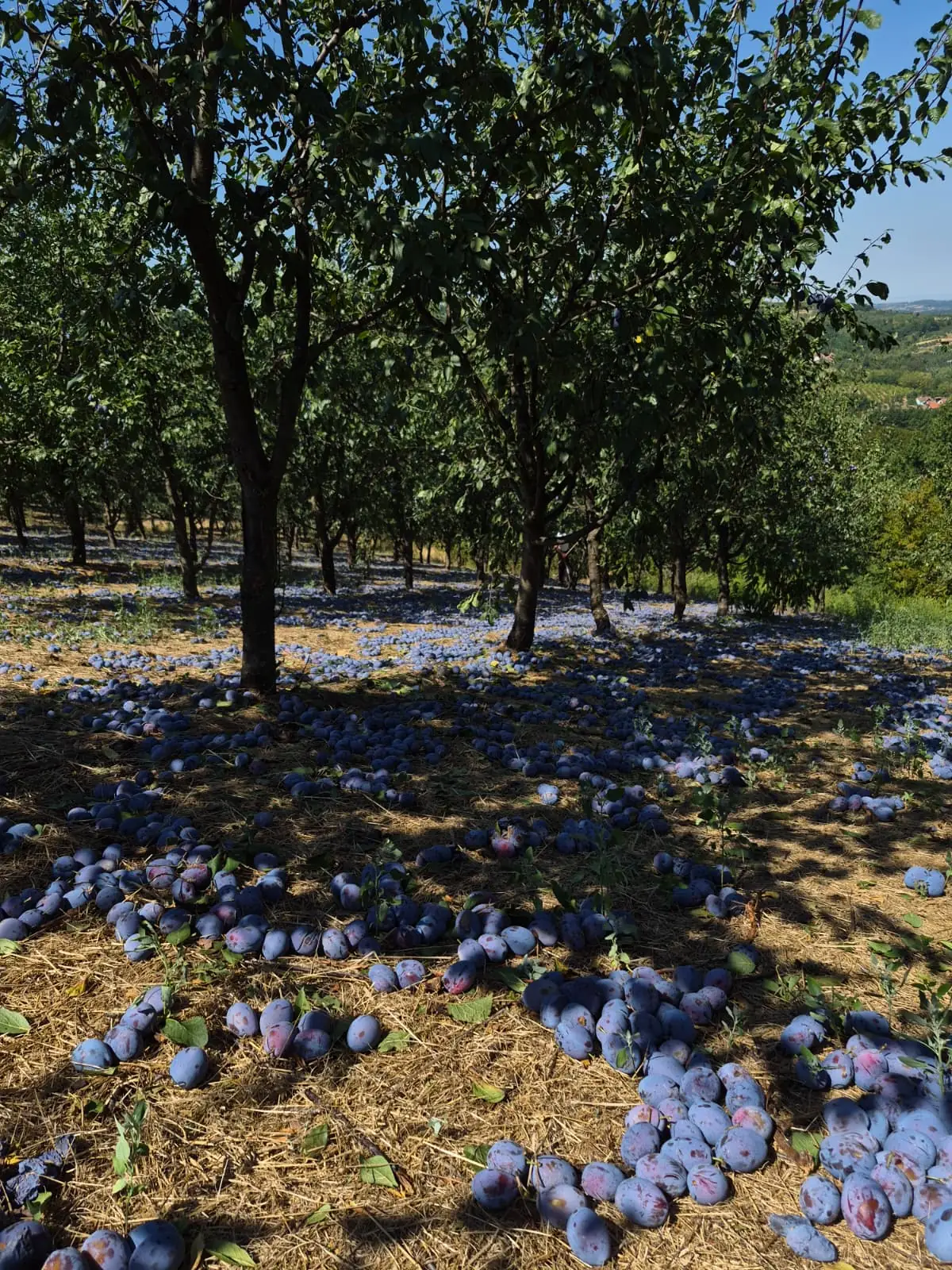 Voćnjak šljive tokom berbe 2026