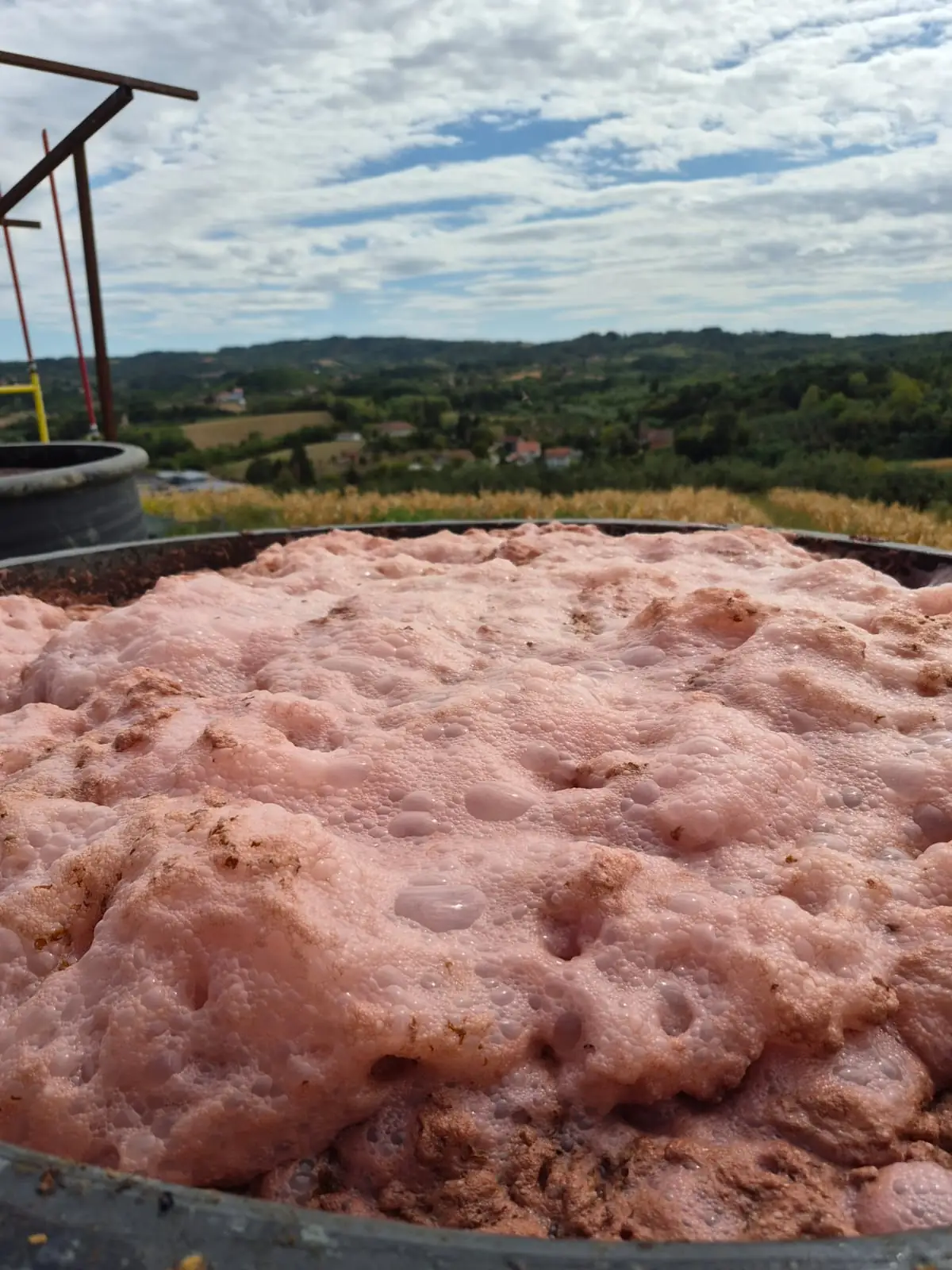 Vrenje pasirane šljive za domaću rakiju